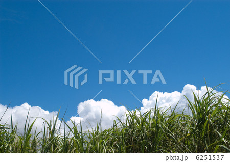 サトウキビ畑と青い空 サトウキビ畑と青い空 6251537