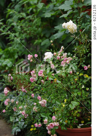ミニバラの庭 6252136
