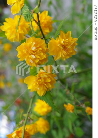 山吹 山吹 6252137