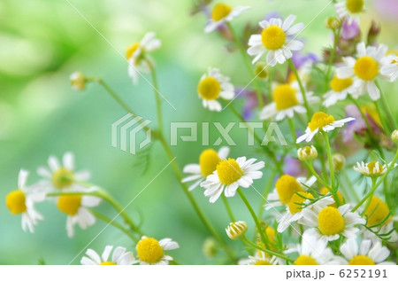 カモミール カモミール 6252191