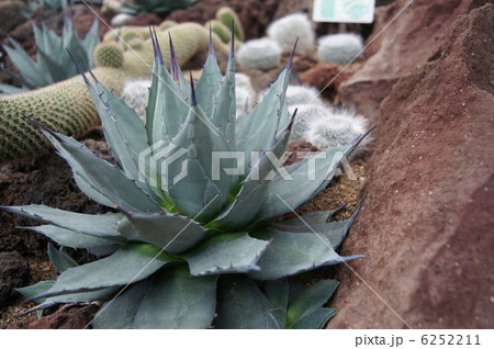 吉祥天 多肉植物 吉祥天 多肉植物 6252211