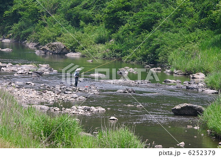 鮎の友釣り 6252379