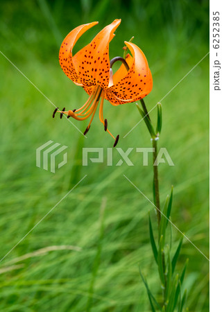 クルマユリ クルマユリ 6252385