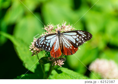 アサギマダラ アサギマダラ 6252387