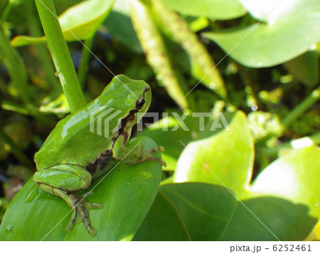 カエルとスイレン カエルとスイレン 6252461
