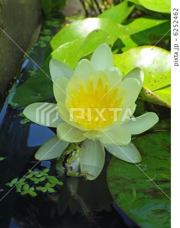 カエルとスイレン 6252462