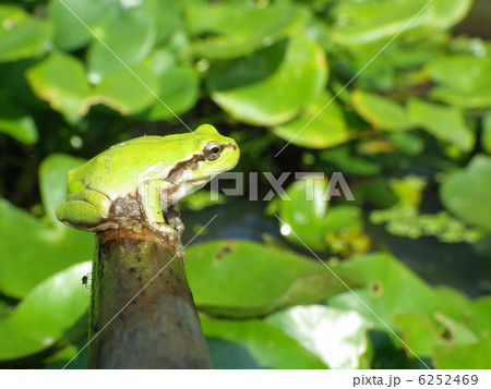 カエルとスイレン カエルとスイレン 6252469