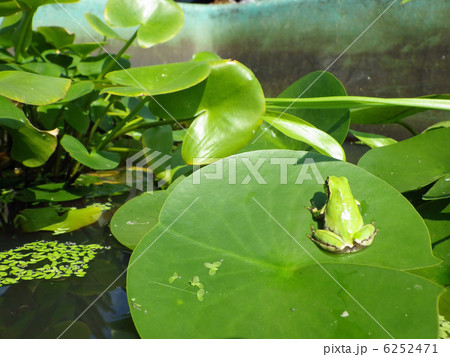 カエルとスイレン カエルとスイレン 6252471