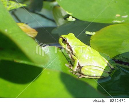 カエルとスイレン 6252472