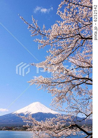 春色に染まる富士山 6252542