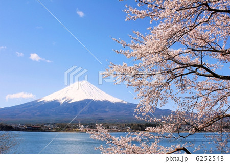 春色に染まる富士山 6252543