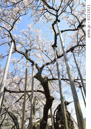 山高神代桜 6252821