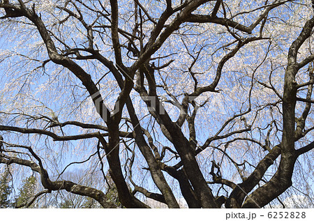 山高神代桜 山高神代桜 6252828