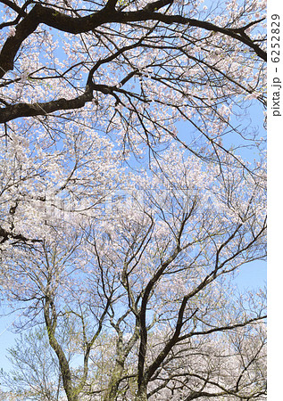 山高神代桜 6252829