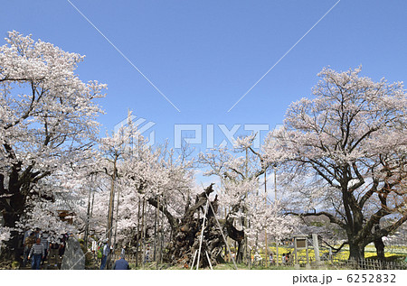 山高神代桜 山高神代桜 6252832