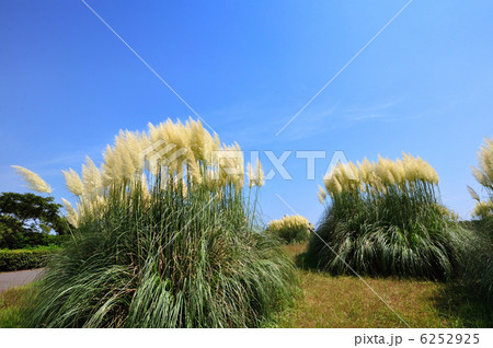 パノアスグラス 6252925