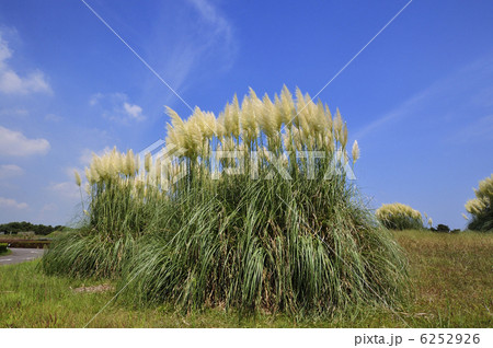 パノアスグラス パノアスグラス 6252926