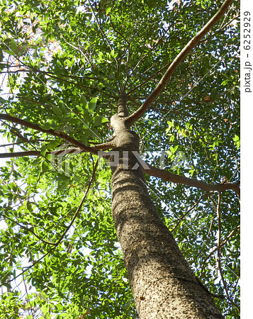 シラカシ(白樫) シラカシ(白樫) 6252929