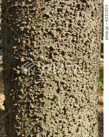 シラカシ(白樫)の木肌 シラカシ(白樫)の木肌 6252933