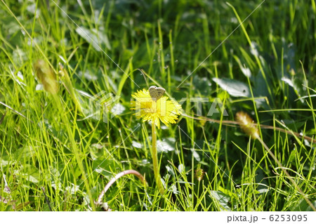 たんぽぽ たんぽぽ 6253095