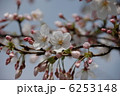 さくら 6253148