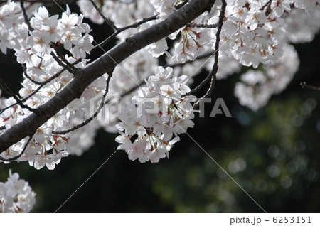 さくら 6253151