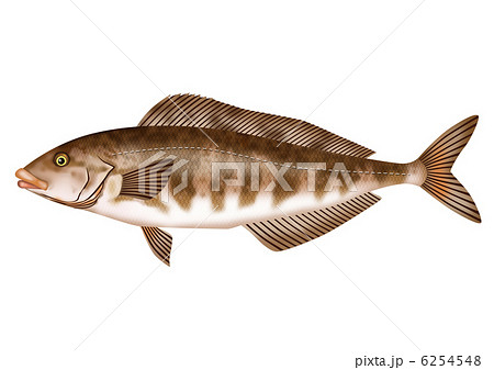 ホッケ ホッケ 6254548