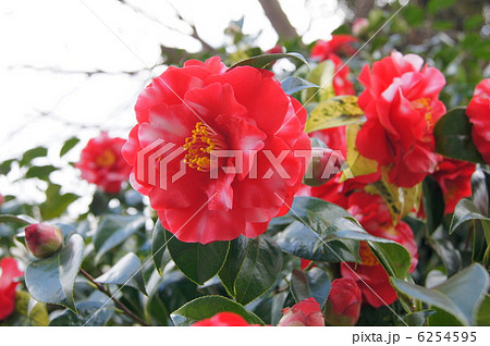 鈴鹿の関（ツバキ） 6254595