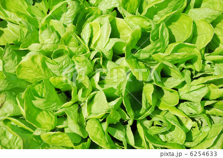 Lettuce Lettuce 6254633