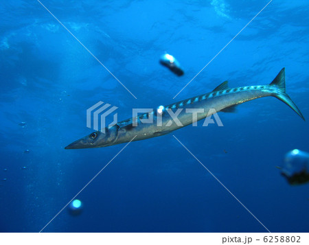 Barracuda fish and bubbles. Shot in the wild. 6258802