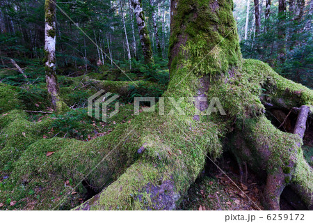 苔生した老木 6259172