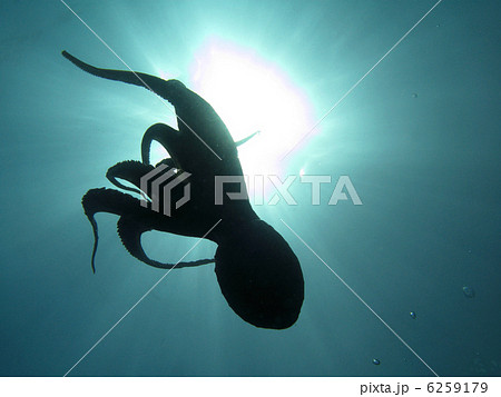Octopus back-lite and sun over the sea surface. Shot in the wild. Octopus back-lite and sun over the sea surface. Shot in the wild. 6259179