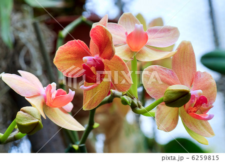 orchid flowers twig 6259815
