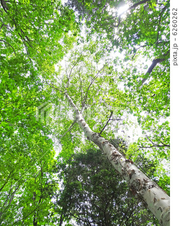 白樺を見上げて 6260262