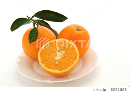 ネーブル 6261068