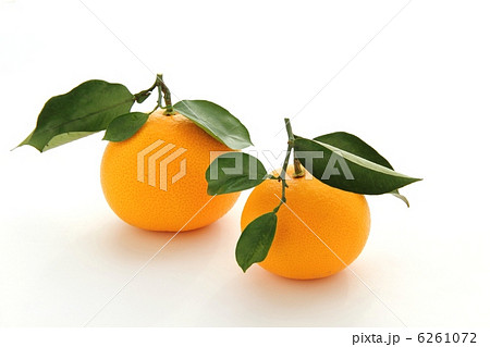 八朔 八朔 6261072