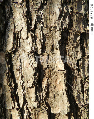 アカマツ（赤松） 6261326