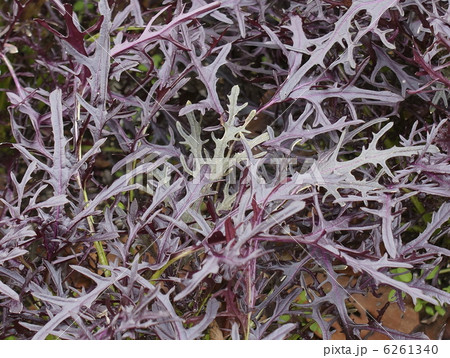 カラシナ　アブラナ科 6261340