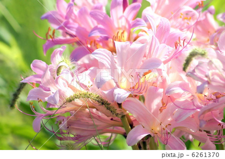 リコリス:スクワミゲラ(夏水仙) リコリス:スクワミゲラ(夏水仙) 6261370