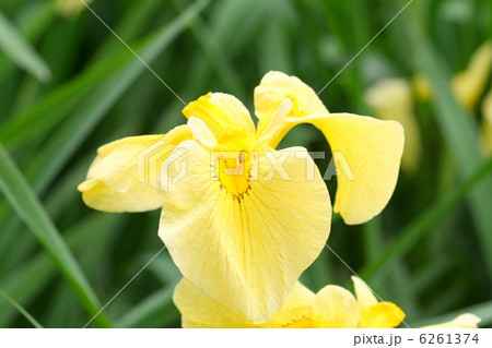 黄金色の花菖蒲・金冠 黄金色の花菖蒲・金冠 6261374