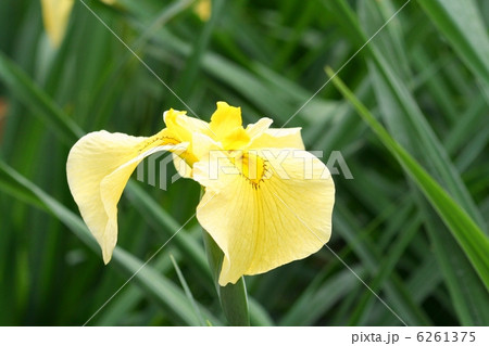 花菖蒲・金冠 6261375