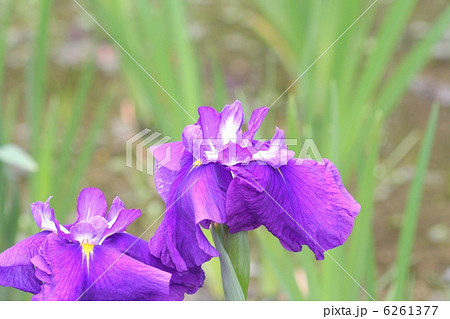 花菖蒲・紫苑 花菖蒲・紫苑 6261377