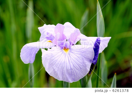 薄紫地に濃い紫筋が美しい花菖蒲・小笹川 6261378
