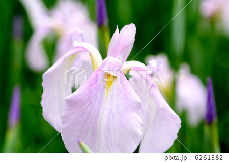 白地に薄藤桃色を帯びているしとやかな感じの花菖蒲・三渕の流れ 6261382