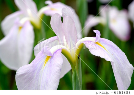 花菖蒲・三渕の流れ 6261383