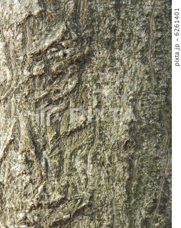 ミズキ(水木)の木肌 ミズキ(水木)の木肌 6261401