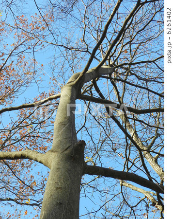 ミズキ（水木） 6261402