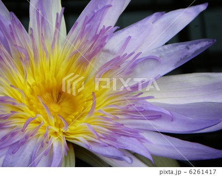 水連 水連 6261417