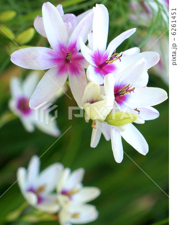 イキシア イキシア 6261451