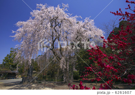 阿弥陀寺のしだれ桜　花桃越しに見る 6261607